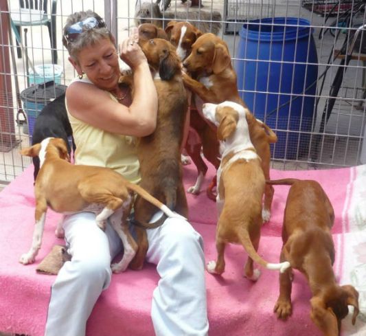 Katie & her ten puppies left for the East Midlands Dog